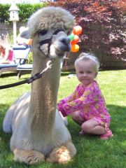 Alpacas are very educational, and fun for all ages!
