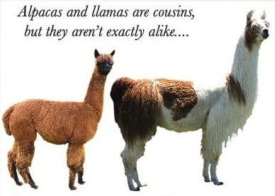 about alpaca and alpaca investing, alpaca healthcare, alpacas on