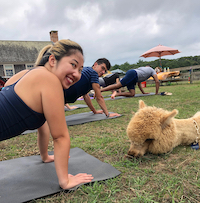 Island Alpaca Co. of Martha's Vineyard