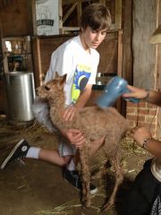 Caleb Hannon enjoys hands-on care of a new cria