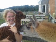 Ivy Ash celebrating her birthday on the birthday of Aftiel's new cria, September 8, 2013. Sudrina looks on...