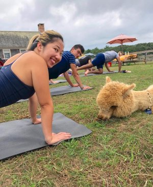 Island Alpaca Yoga