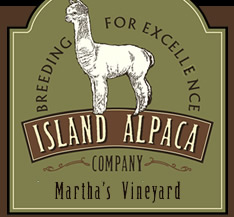 Island Alpaca Company on Martha's Vineyard